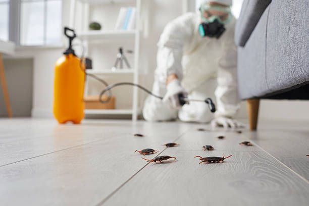 Post-Treatment Bed Bug Interceptor Monitoring in Galva
